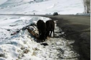 Muş Haber Fotoğrafı