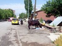 Muş Haber Fotoğrafı