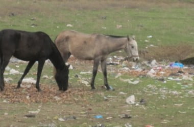 Muş Haber Fotoğrafı